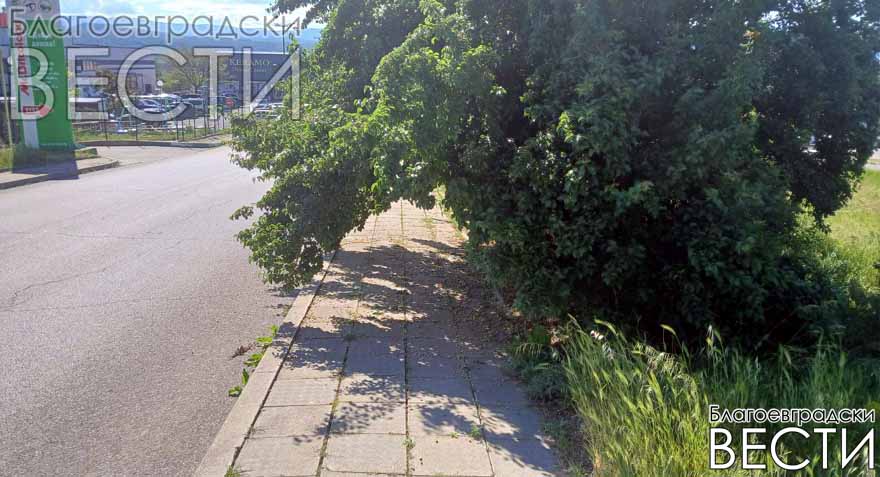 Дърво блокира тротоар в „Струмско“, общината не предприема действия
