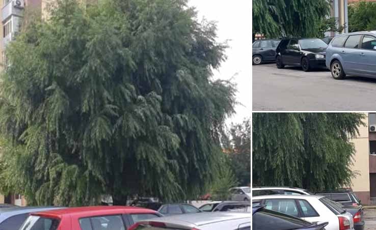 Опасна върба в кв. „Запад“ тревожи жители: „Пишем сигнали, но резултат няма“