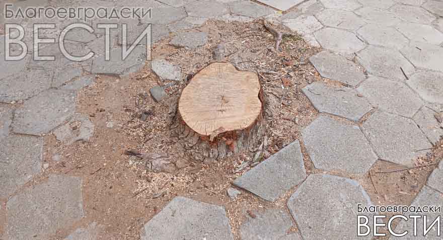 22 са отрязаните дървета на ул. „Александър Малинов“ в ж.к. „Запад“, а дънерите продължават да стоят две години и половина по-късно