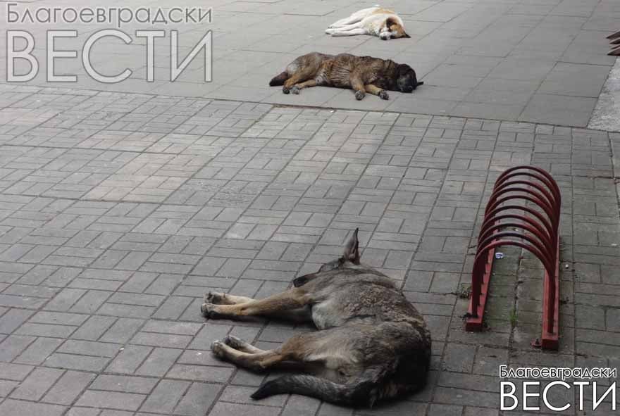Кучета блокират входовете на BILLA и аптека в центъра на Благоевград