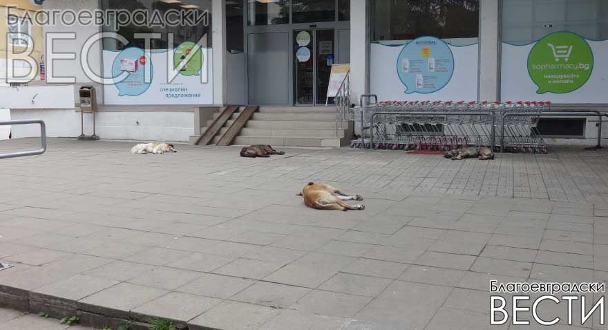 Кучета блокират входовете на BILLA и аптека в центъра на Благоевград